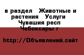  в раздел : Животные и растения » Услуги . Чувашия респ.,Чебоксары г.